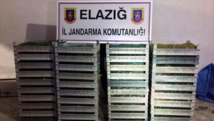 Kurbağa kaçakçılarına 204 bin 565 lira ceza