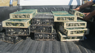 Kuş kaçakçısına 460 bin lira ceza