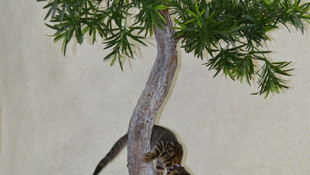 Makam odasının minik misafirleri Limon ile Tekir