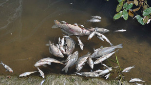 Manavgat'ta derede balık ölümleri