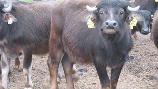 Manda yetiştiriciliğine destek