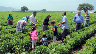 Manisa'ya mevsimlik işçiler gelmeye başladı