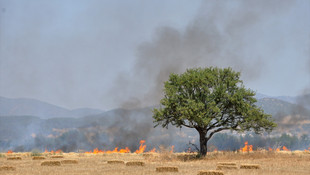 Muğla'da tarla yangını