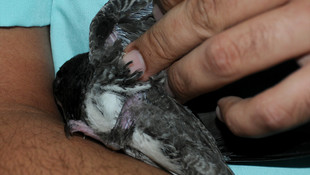 Orman yangınında zarar gören hayvanlar tedaviye alındı