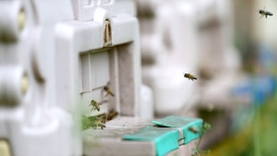 Ramazanda arı ürünleri tüketilmesi tavsiyesi