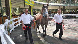 Safkan Arap taylarında 1,8 milyon lira gelir