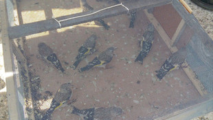 Saka kuşlarını satmak isterken yakalandı