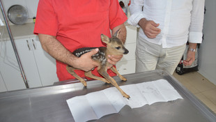 Sakarya'da yaralı halde bulunan karaca tedavi edildi