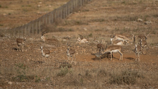 Şanlıurfa dağları ceylan yavrularıyla şenlendi