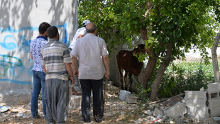 Şanlıurfa'da kaçan angusları arama operasyonu