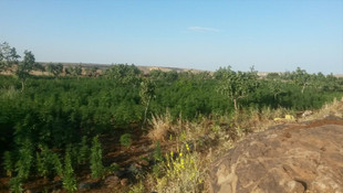 Şanlıurfa'da uyuşturucu operasyonu