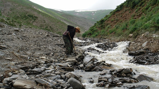 Sele kapılan 800 küçükbaş hayvan telef oldu