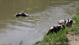 Sıcaktan bunalan inekler Meriç Nehrine girdi