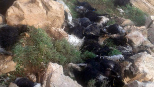 Siirt'te yıldırım düştü, 90 keçi telef oldu