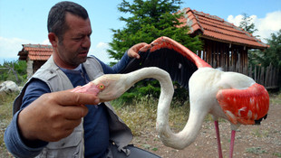 Tedavi edilen flamingo doğaya salındı