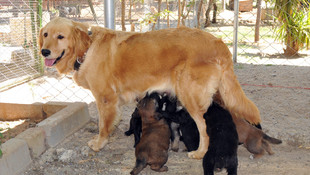Terk edilen köpek ile yavrularına sahip çıktılar
