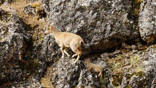 Tunceli dağları, yavru dağ keçileriyle şenlendi