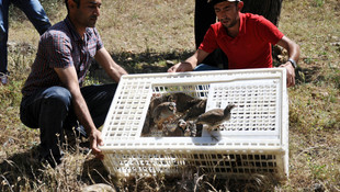 Tunceli'de bin kınalı keklik doğaya salındı