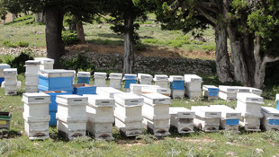 Türkiye bal üretiminde söz sahibi oluyor