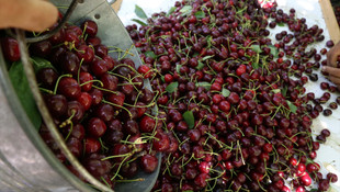 Uluborlu kirazında hasat başladı