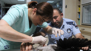 Yaralı karga için seferber oldular