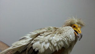 Yaralı Mısır akbabası tedavi altına alındı