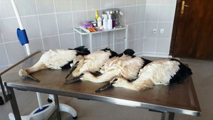 Yuvadan düşen leylek yavruları tedavi edildi