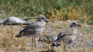 Adır Adası'ndaki martı ölümleri mercek altına alındı