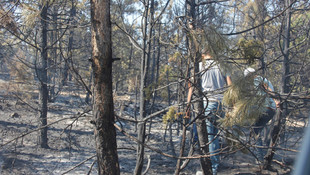 Ankara'daki orman yangını