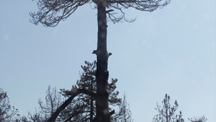 Ankara'daki orman yangını
