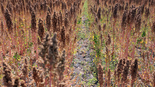 Astronot gıdası, Tekirdağ'da da yetişecek