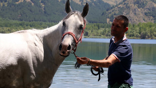 Atlar, milli takım için yarışacak