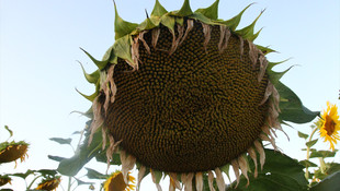 Ayçiçeğinde rekolte artışı beklentisi