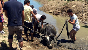 Bataklığa düşen inek el birliğiyle kurtarıldı