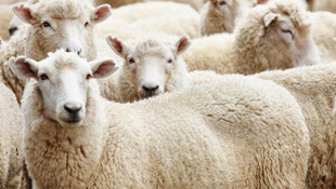 Kurban bayramı tatili ne zaman başlayacak?