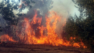Bilecik'te orman yangını