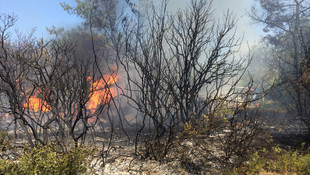 Bursa'da orman yangını