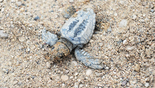 Caretta caretta yavruları denizle buluşuyor
