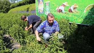 ÇAYKUR'da bu yılın ilk stevia hasadı yapıldı