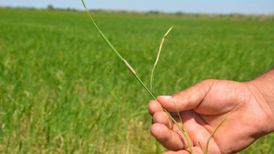 Çeltik tarlalarına tırtıllar dadandı