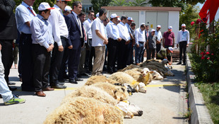 Darbe girişimi püskürtüldüğü için kurban kestiler