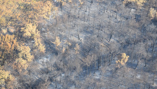 Edirne'deki orman yangını
