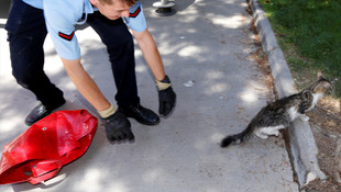 Eskişehir'de ağaçtan kedi kurtarma operasyonu