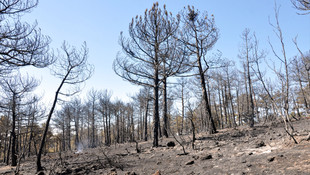 Eskişehir'deki orman yangını