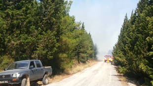 Gemlik'te orman yangın