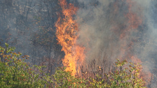 Gönen'de orman yangını