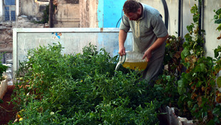 Halep'te yıkıntılar arasında sebze bahçesi