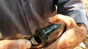 İznik Gölü'nde insan dişli balık yakalandı