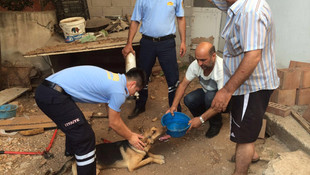 Kafası boruya sıkışan köpeği itfaiye kurtardı