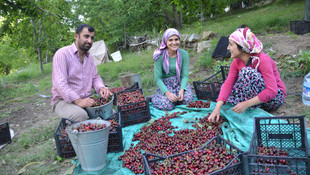 Kahramanmaraş'ta kiraz hasadı başladı